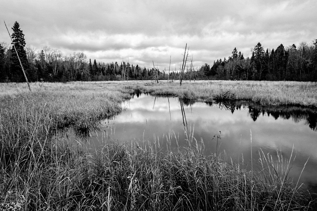Wetland by tosee