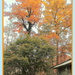 Hickory Trees by vernabeth