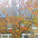 Autumn tree by boxplayer