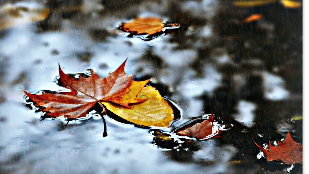 Autumn Puddle by peggysirk