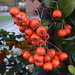 Pyracantha by boxplayer