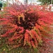 Fiery bush by denidouble