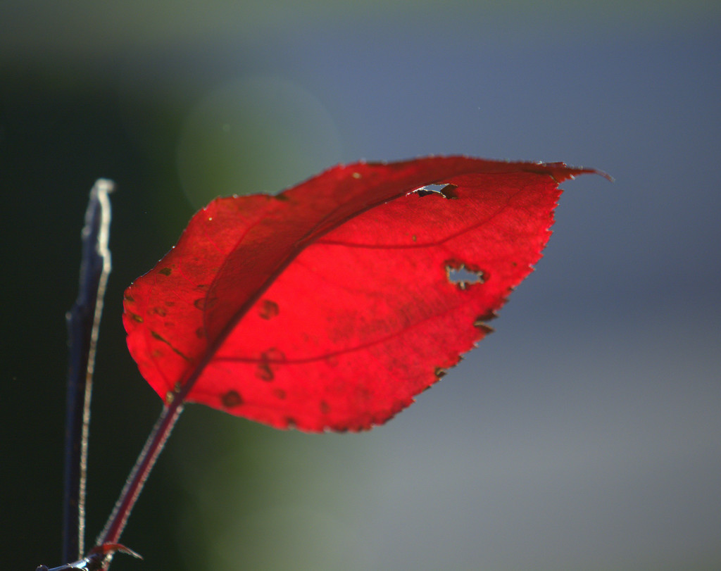 The Last Leaf by jayberg