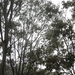 early morning spotting by koalagardens