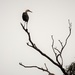 Bird in a Tree by tellefella