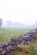 2nd Nov 2015 - In the mist 