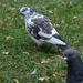Day 127 - Photo-bombing, pigeon style by ravenshoe