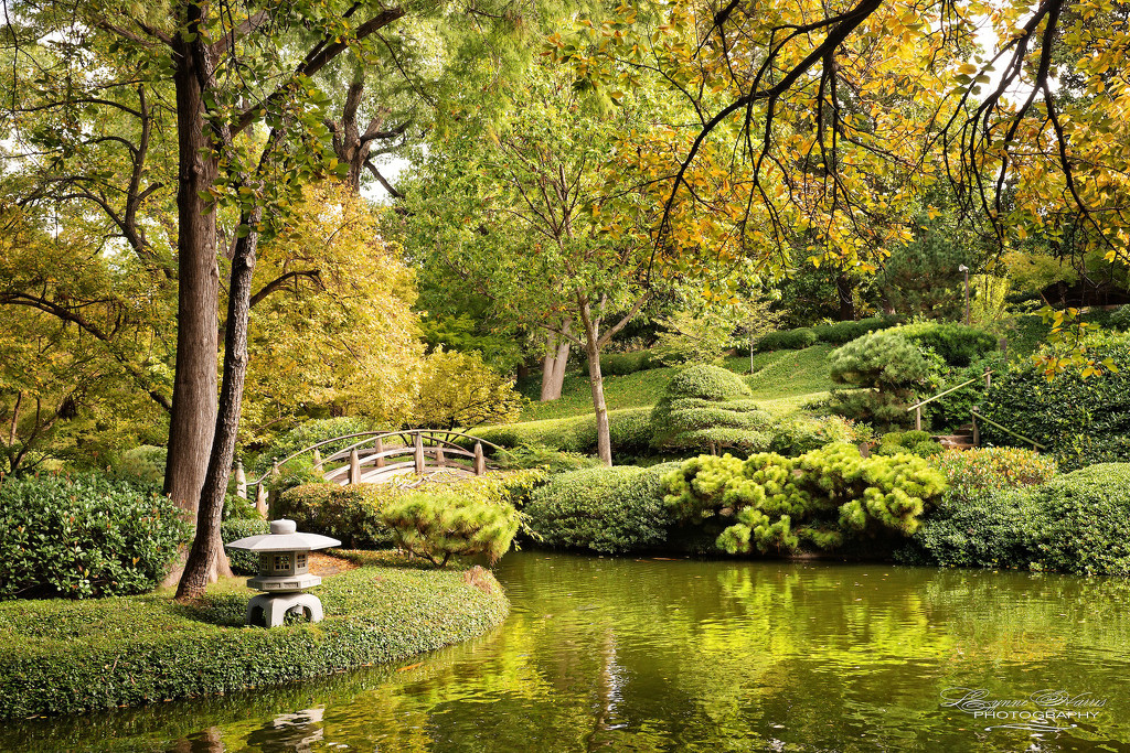 Japanese Gardens (Again) by lynne5477