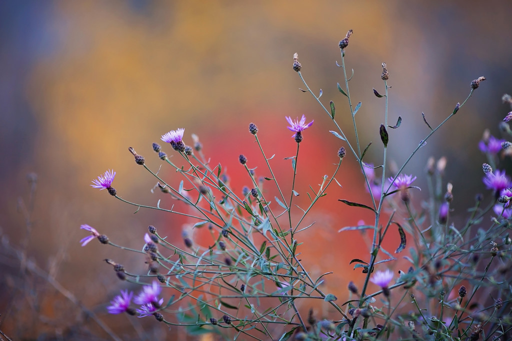 Flowers in autumn by kiwichick