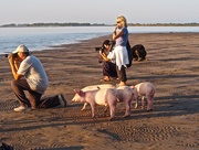 4th Nov 2015 - Bay of Pigs