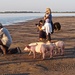 Bay of Pigs by redy4et