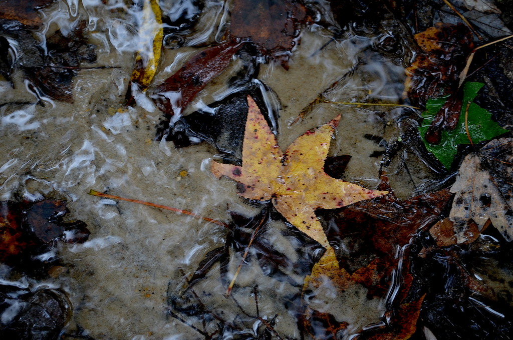 Leaf in stream, Givhans Ferry State Park, Dorchester County, South Carolina by congaree