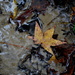 Leaf in stream, Givhans Ferry State Park, Dorchester County, South Carolina by congaree