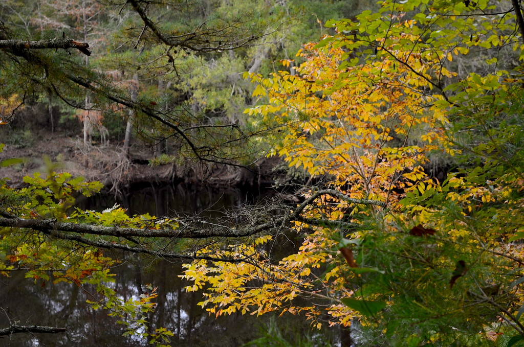 Autumn along the Edisto River, Givhans Ferry State Park Dorchester County, South Carolina by congaree