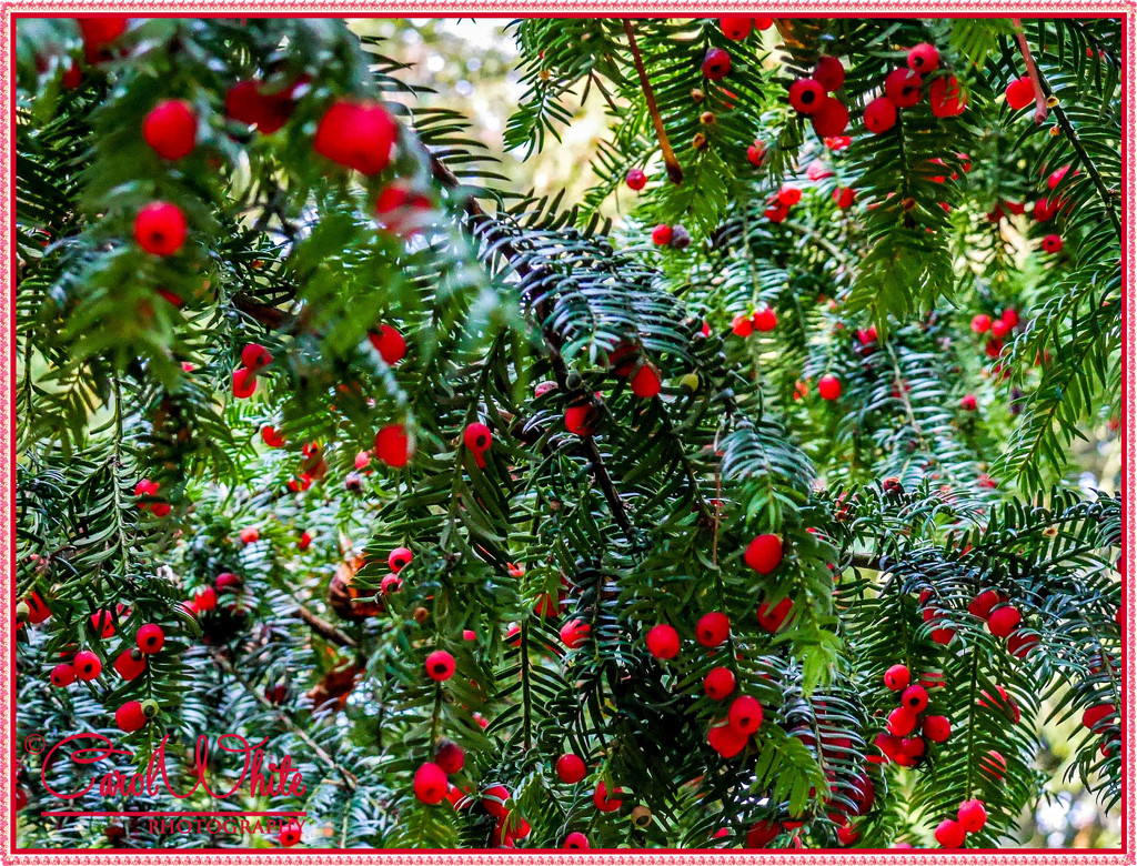 Berries Galore! by carolmw