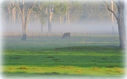 5th Nov 2015 - Cows in the Mist
