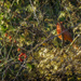 Fall Cardinal by gardencat