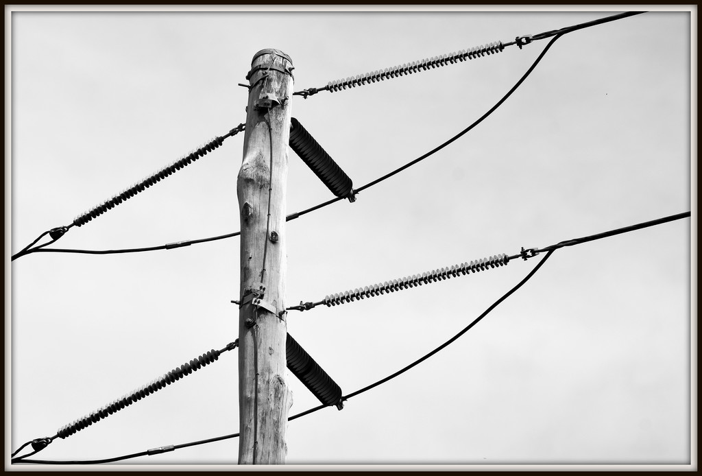 Wires _DSC4653 by merrelyn
