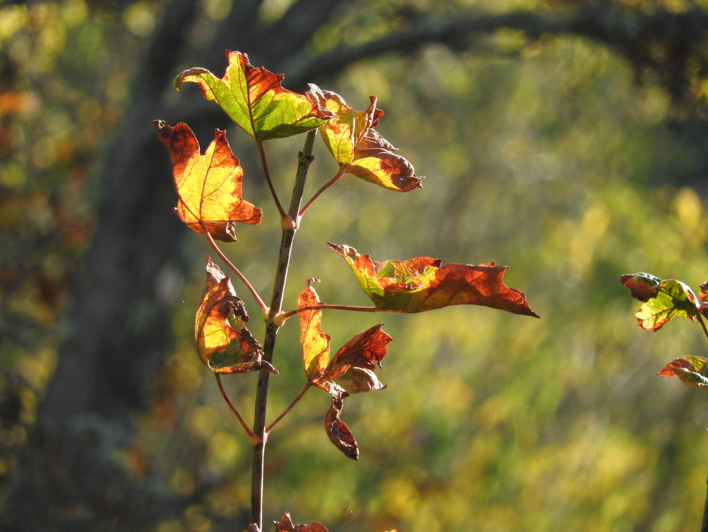 Fall's Morning Sun by seattlite