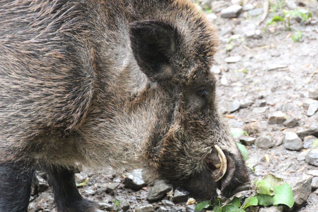 Wild boar in the forest near Tubingen, South Germany by mariadarby