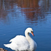 Swan Enjoying the Sun by skipt07