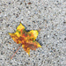 A Single Leaf by yogiw