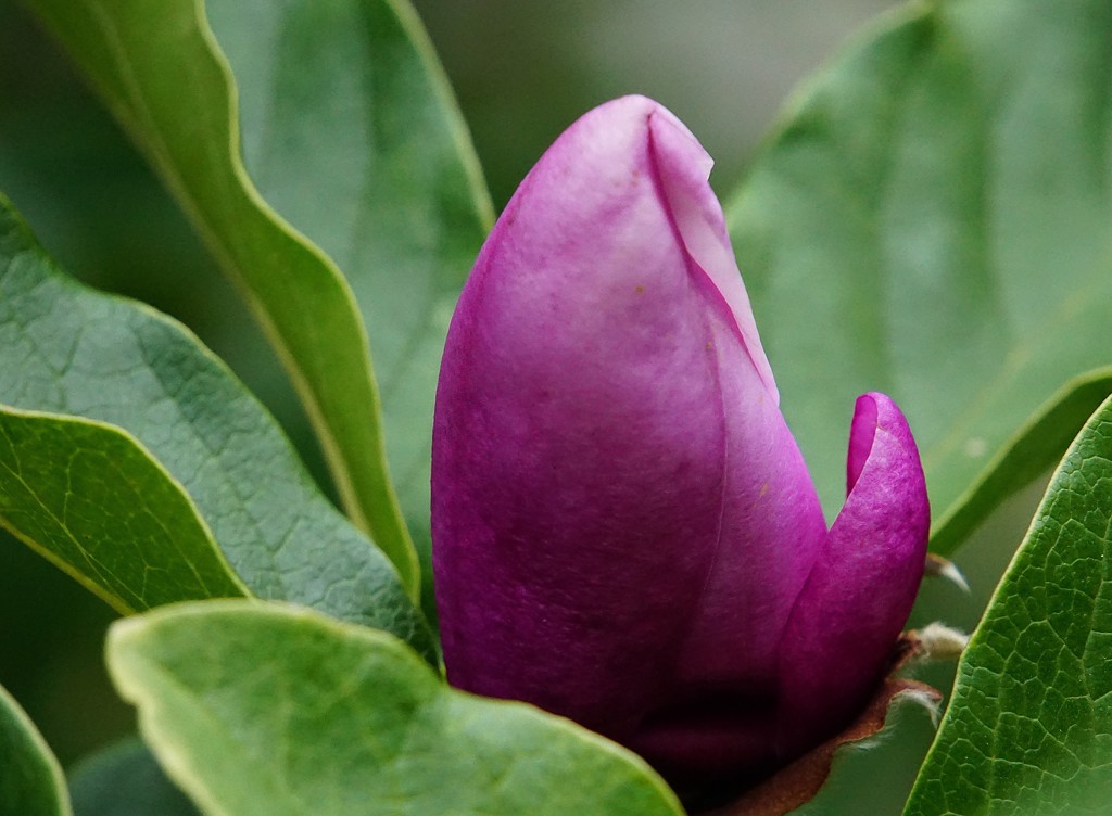 wayward magnolia bud by quietpurplehaze