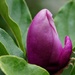 wayward magnolia bud by quietpurplehaze