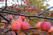 5th Nov 2015 - Apples, apples and more apples!
