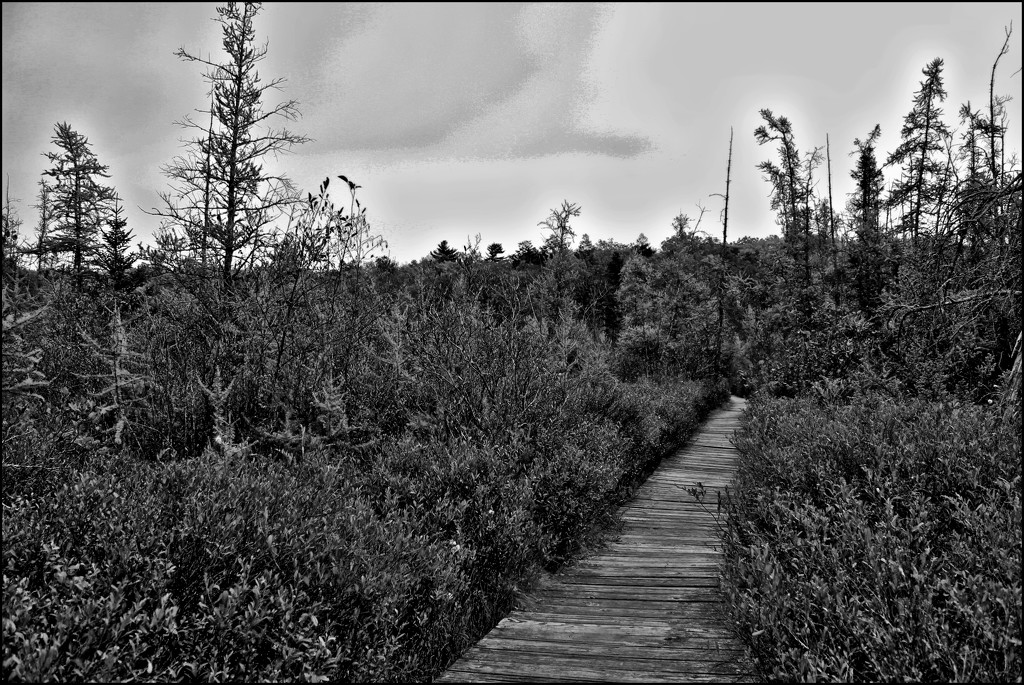 Cranberry Bog in Black and White by olivetreeann