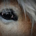 Horse by vera365