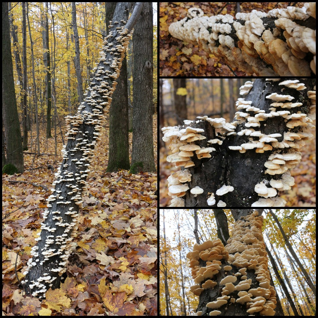 Fungus Chronicle  by juliedduncan