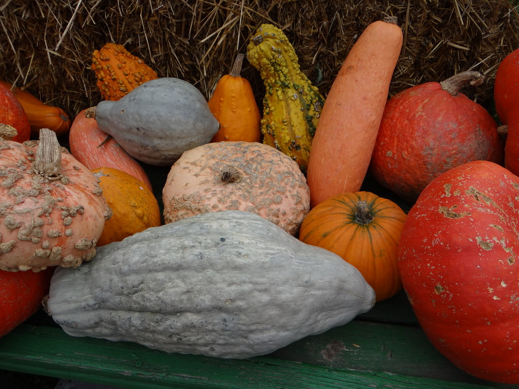 Collection Of Odd Pumpkins by brillomick