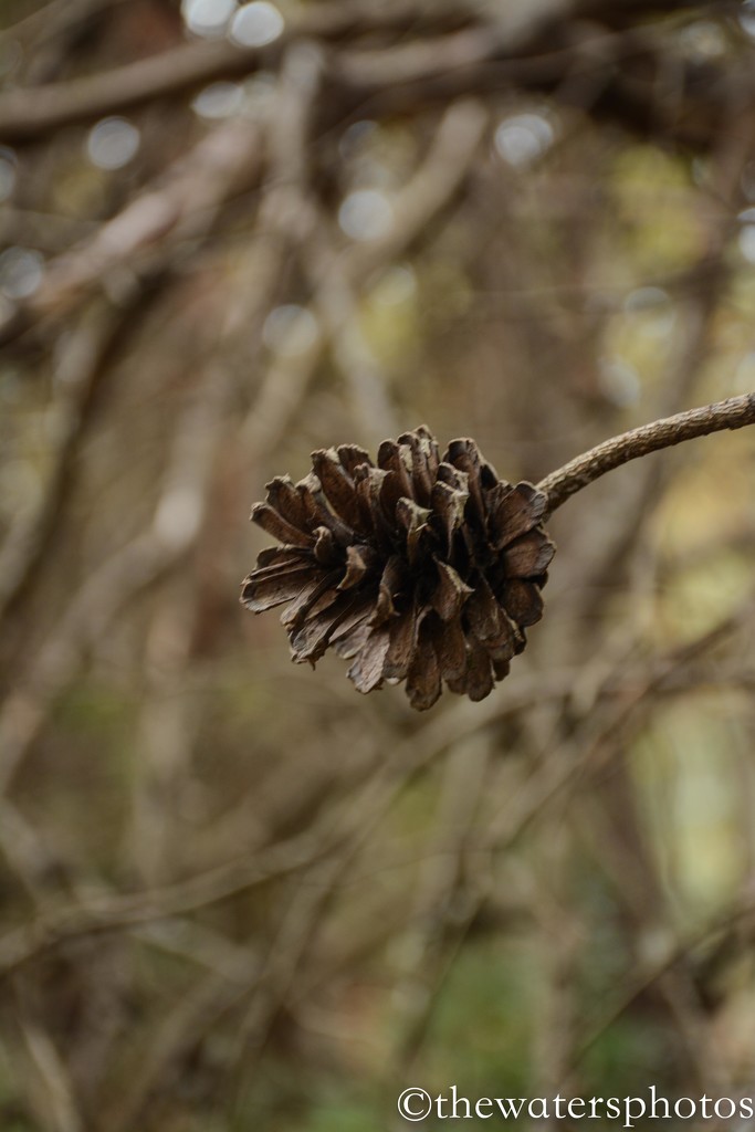 Pine cone by thewatersphotos