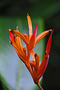 20th Oct 2015 - Heliconia3