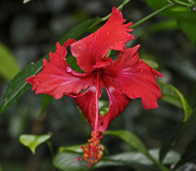 4th Nov 2015 - Wragged Hibiscus