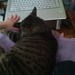 Cat is helping me write by tatra