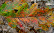 6th Nov 2015 - Autumn palate in an oak leaf