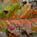 Autumn palate in an oak leaf by congaree