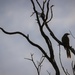 "Bird in a Tree"... by tellefella