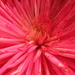 Flower On Friday  by linnypinny