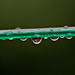 DROPS ON THE LINE by markp
