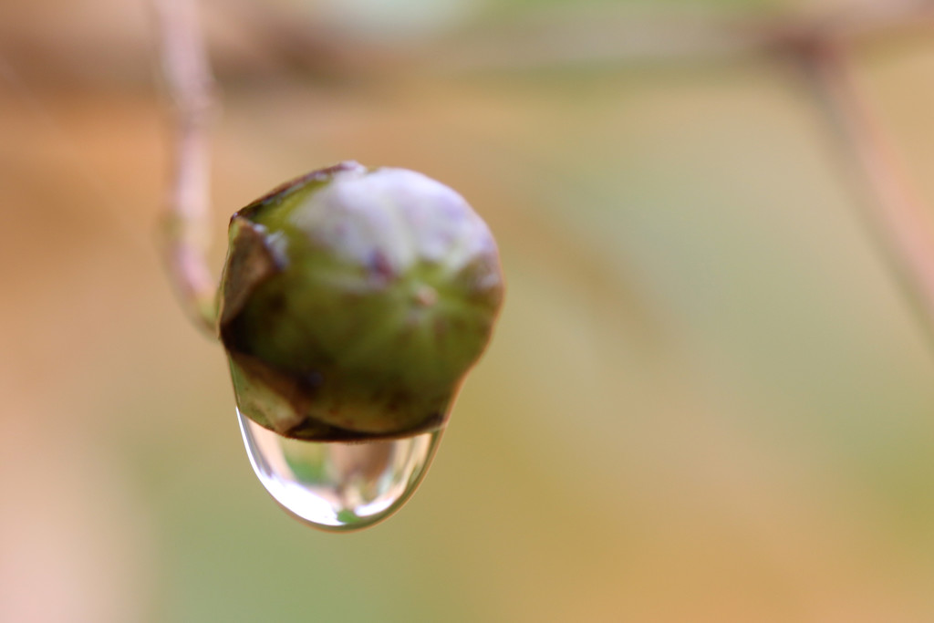 Droplet by ingrid01