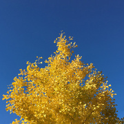 3rd Nov 2015 - Yellow Tree