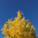 Yellow Tree by yogiw