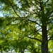 Sunlit Trees by nickspicsnz