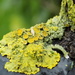 Lichen on the garden gate by flowerfairyann