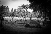 31st Oct 2015 - More at the cemetery...