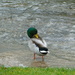 Too wet even for ducks by shirleybankfarm