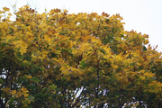 25th Oct 2015 - Autumnal changes....